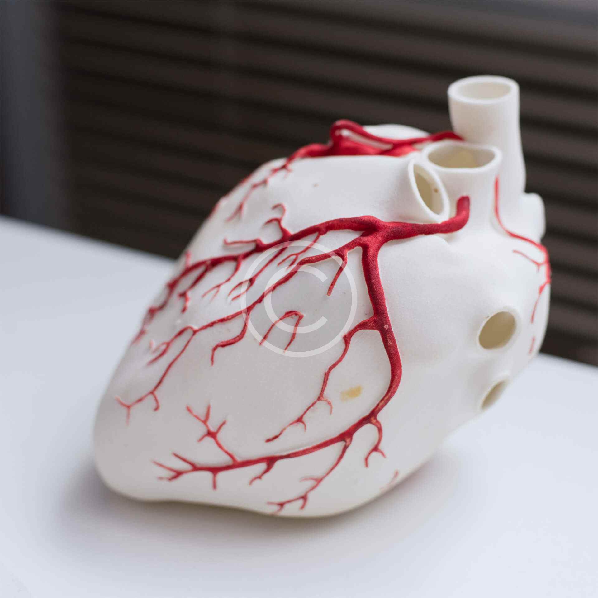 Modelo de corazón